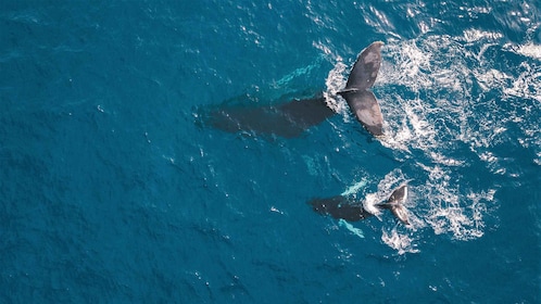 Kaikoura: 40-Minute Whale Watching Flight with Commentary