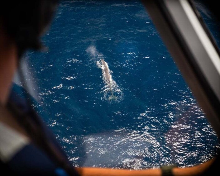 Picture 2 for Activity Kaikoura: 40-Minute Whale Watching Flight with Commentary