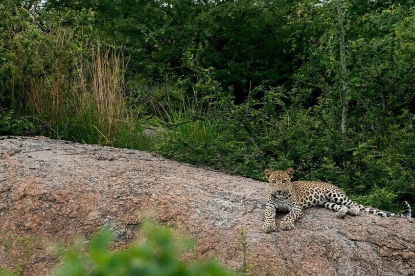 Jawai Leopard Wildlife Safari