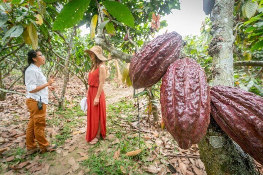 Private Half-Day Cacao Farm Luxury Excursion Day Trip from Guayaquil