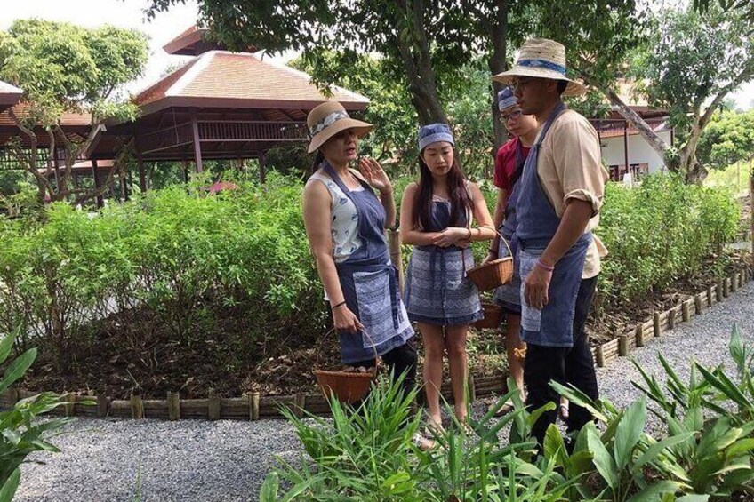 Chiang Mai Organic Farm Thai Cooking Class