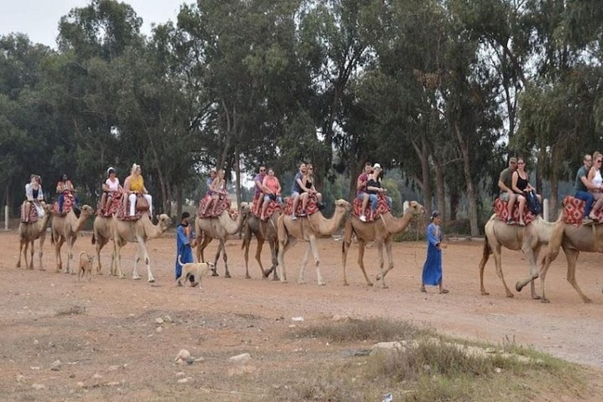 Agadir Camel Safari