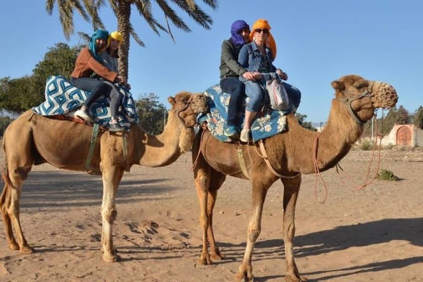 Camel Trek & BBQ Experience