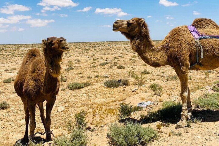 From Alex, Alamein, Or Dabaa: Siwa Oasis All Inclusive 3 Day Tour