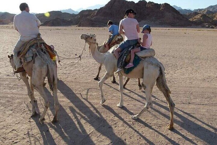 Luxor private City Tour Camel Ride &Felucca With transfer 