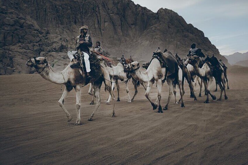 Camel Ride