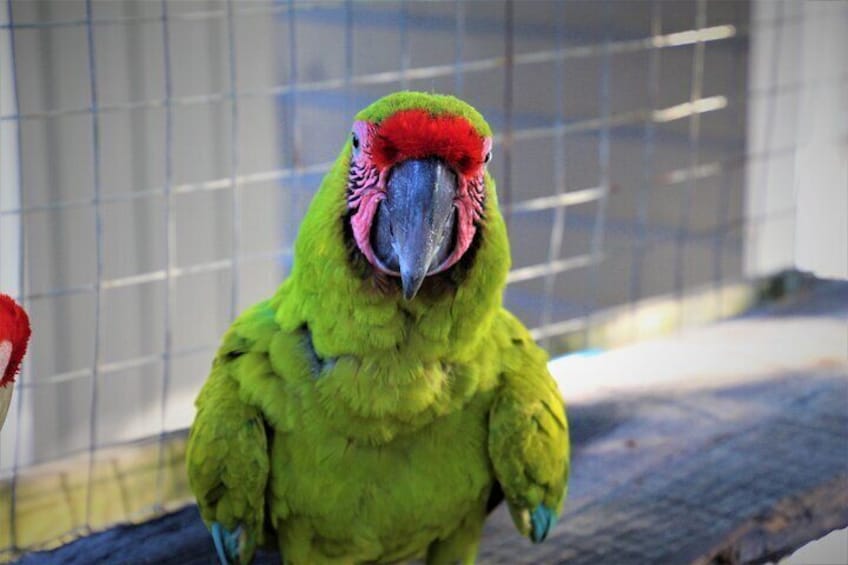 Macaw