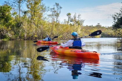 Ciudad de los Everglades: Excursión guiada en Kayak por los Humedales