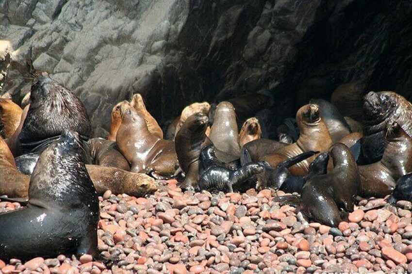 From Huacachina Ballestas Island Tour and Paracas Reserve