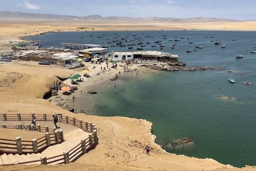 From Huacachina Ballestas Island Tour and Paracas Reserve
