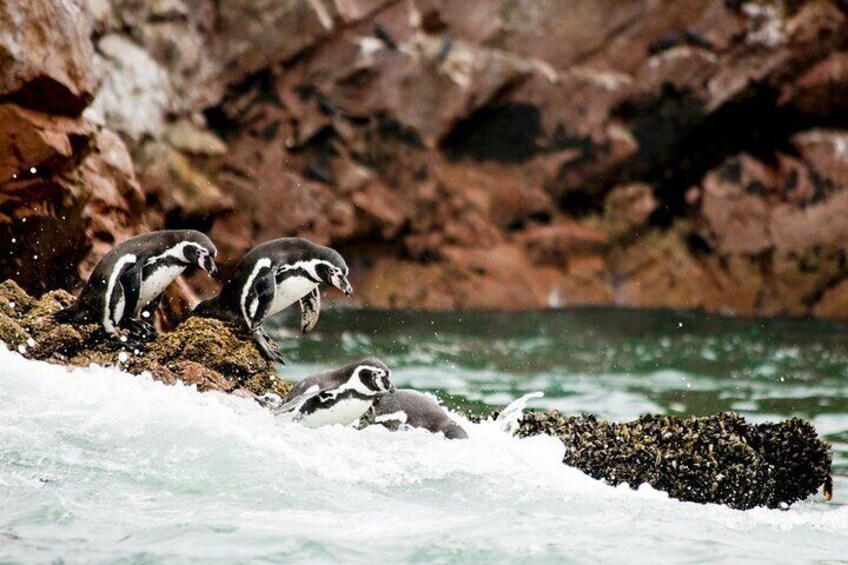 From Huacachina Ballestas Island Tour and Paracas Reserve