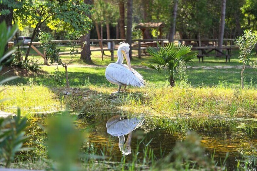 Divjaka & Karavasta Lagoon Boat Trip from Durres