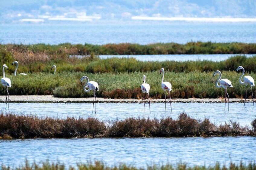 "Grace in motion: Flamingos glide through the tranquil waters of Divjakë-Karavasta, painting the sky with elegance."