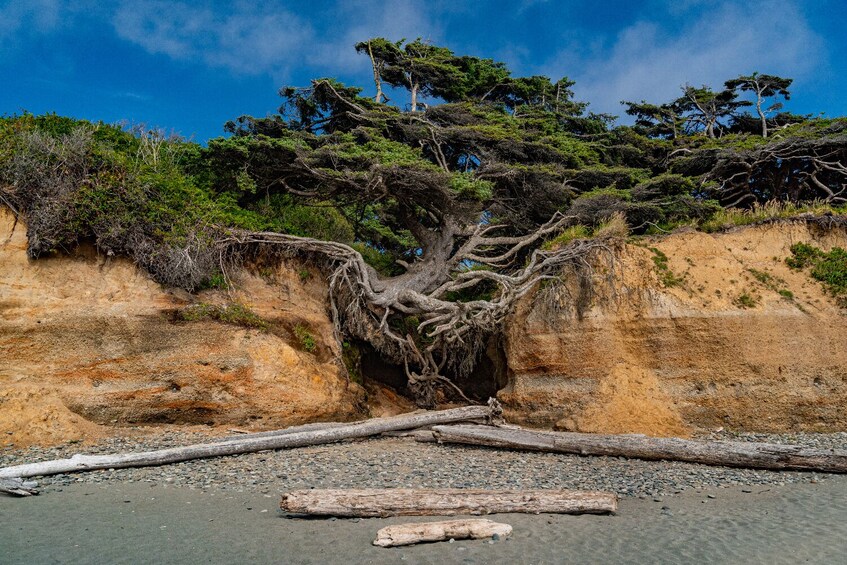 Olympic National Park Self-Guided Driving Audio Tour