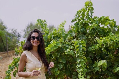 TOP WINE TOUR - Visite de vignoble et de cave + 6 grands vins + tapas