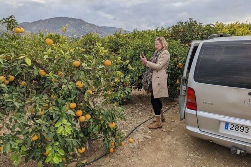 Guided Visit to a pretty vineyard and cellar, with five wines tasting and tapas