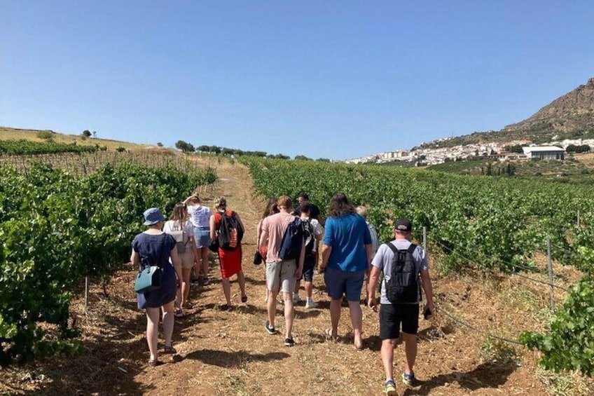 Guided Visit to a pretty vineyard and cellar, with five wines tasting and tapas