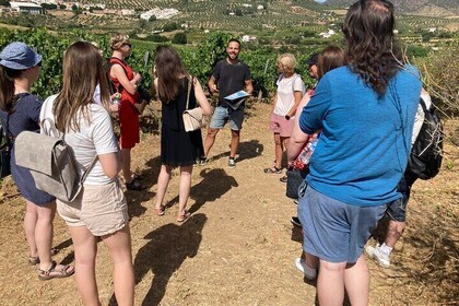 Visita guiada a un bonito viñedo y bodega, con degustación de cinco vinos y...