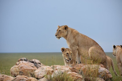 7 Days Wilds of Tanzania Private Tented Safari.