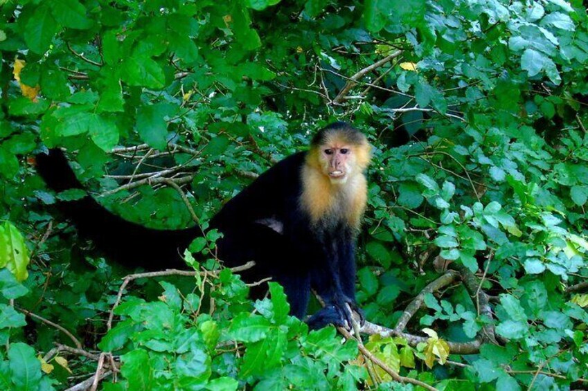 Cruiseline Shore Excursion Fort Amador: Monkey Island Tour