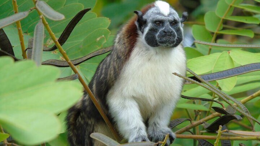 Cruise Shore Excursion Panama: Wildlife Gatun lake