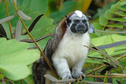 Cruise Shore Excursion Panama: Wildlife Gatun lake