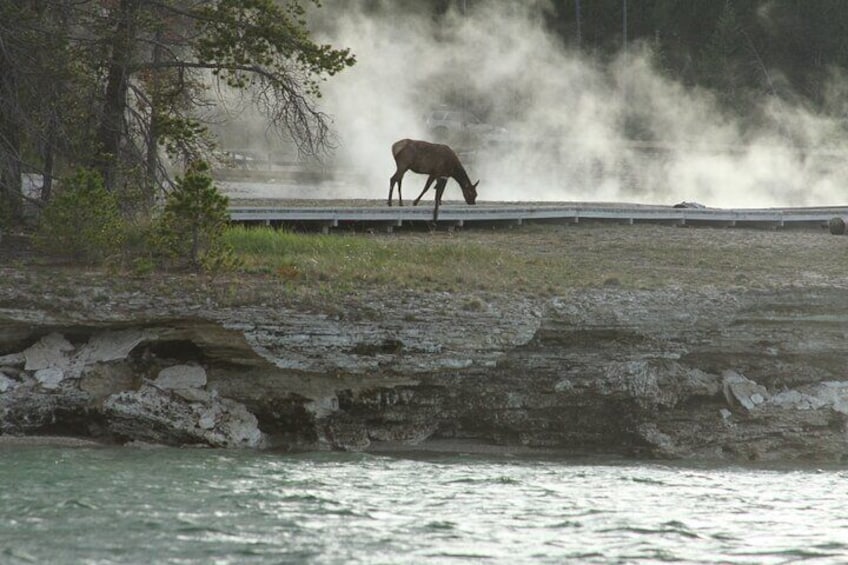 Yellowstone Lake Twilight Guided Kayak Tour