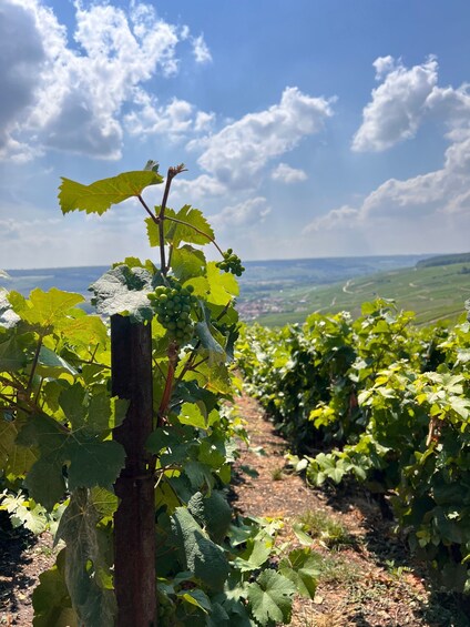 Picture 3 for Activity Reims/Epernay: Champagne Day Tour with Tastings