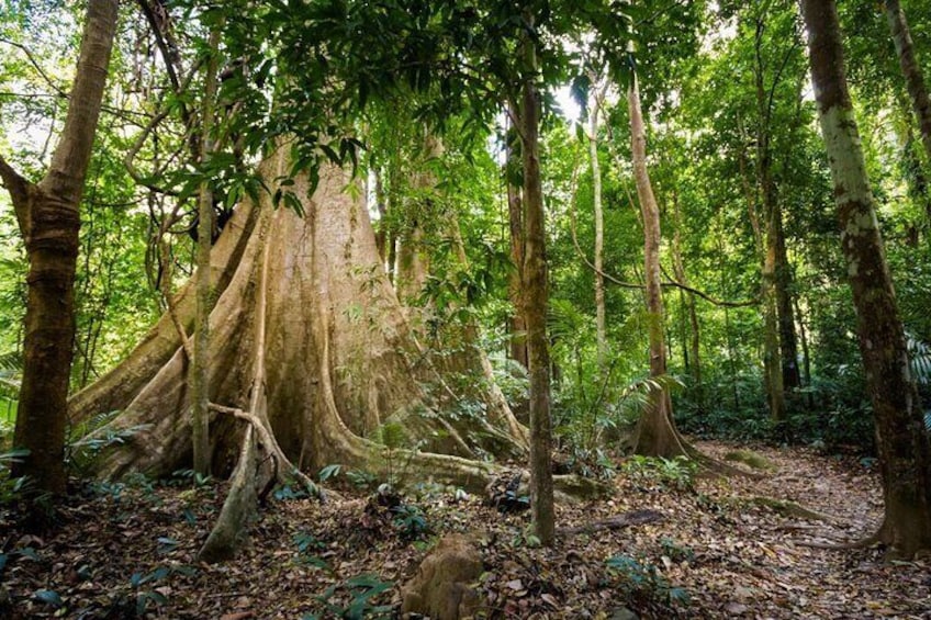 Half Day Krabi Jungle tour at Hot Spring and Emerald Pool