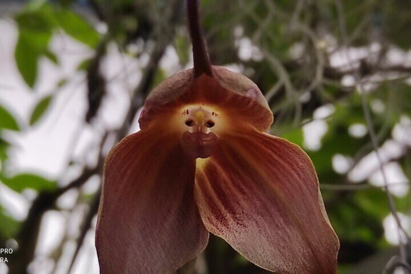 Mindo Orchids & Hummingbirds