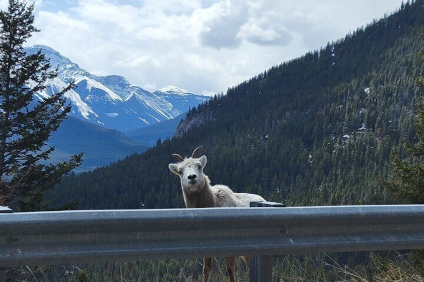 Spectacular Banff Day - Gondola Included