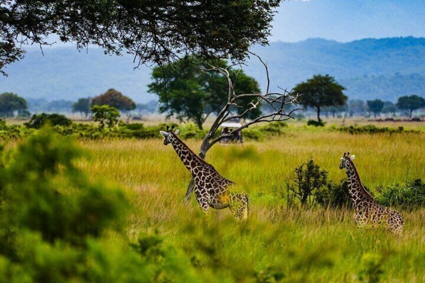 Full Day Safari in Mikumi National Park from Zanzibar including Flights