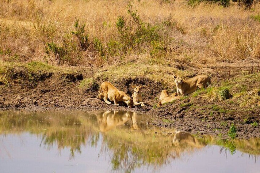 From Zanzibar: Mikumi Day Safari including Flights