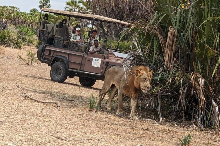 Lion and guest with our experienced guide in the jeep in Mikumi National Park