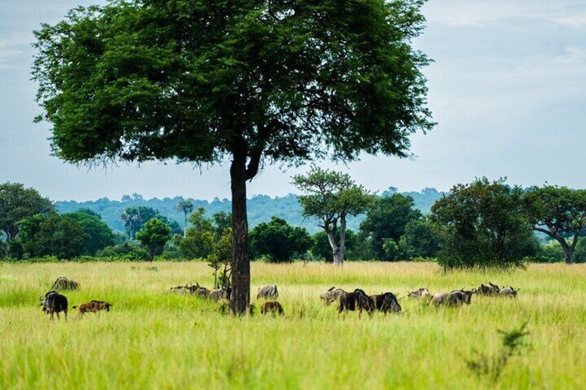 Full Day Safari in Mikumi National Park from Zanzibar including Flights