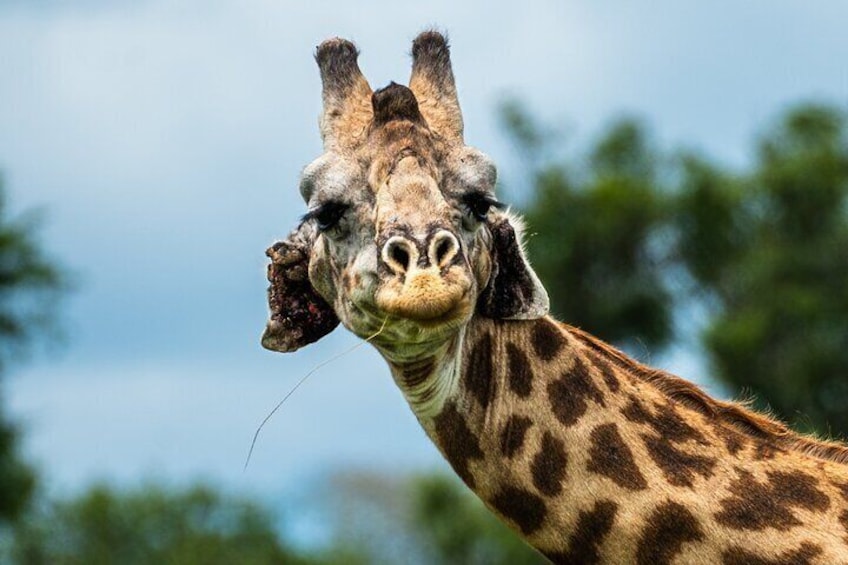 Giraffe