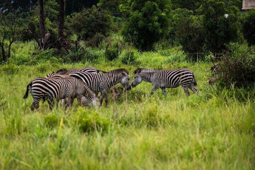 Full Day Safari in Mikumi National Park from Zanzibar including Flights