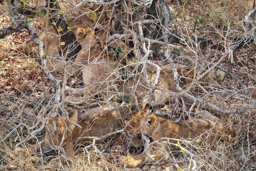 Full Day Safari in Mikumi from Zanzibar