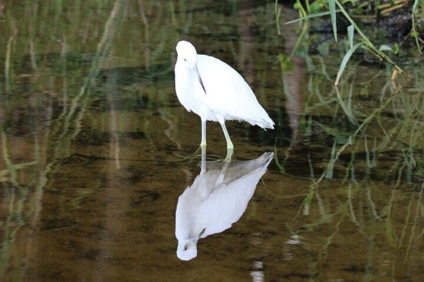 An egret looking at it reflection