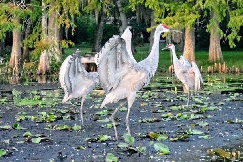 Sand Hill cranes