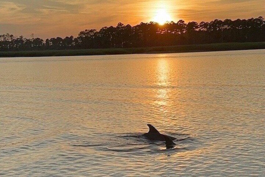 Hilton Head Island Sunset Dolphin Tour