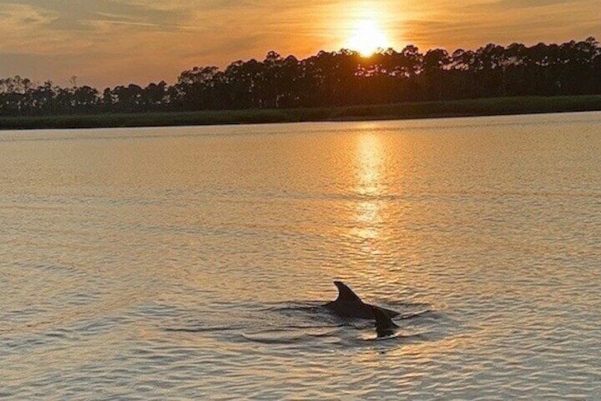 Hilton Head Island Sunset Dolphin Tour