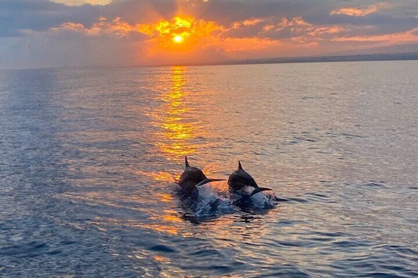 Hilton Head Island Sunset Dolphin Tour