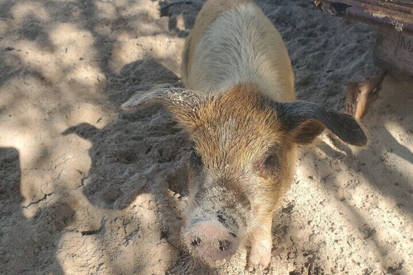 Piggy Beach 