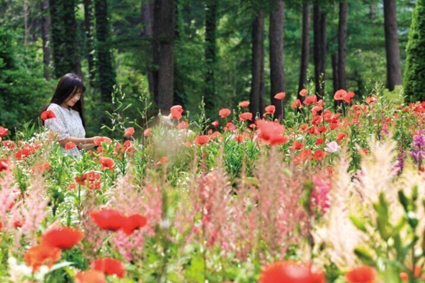 Alpaca World & Nami Island & Garden of Morning Calm One Day Tour