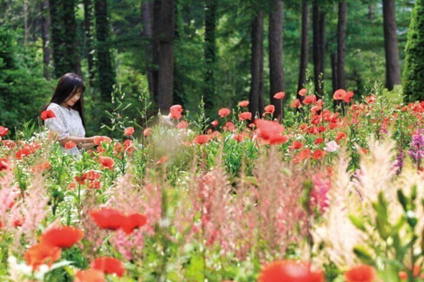 Alpaca World & Nami Island & Garden of Morning Calm One Day Tour