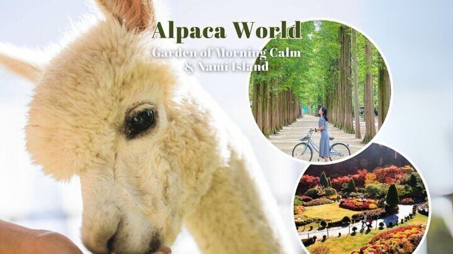 Alpaca World & Nami Island & Garden of Morning Calm One Day Tour