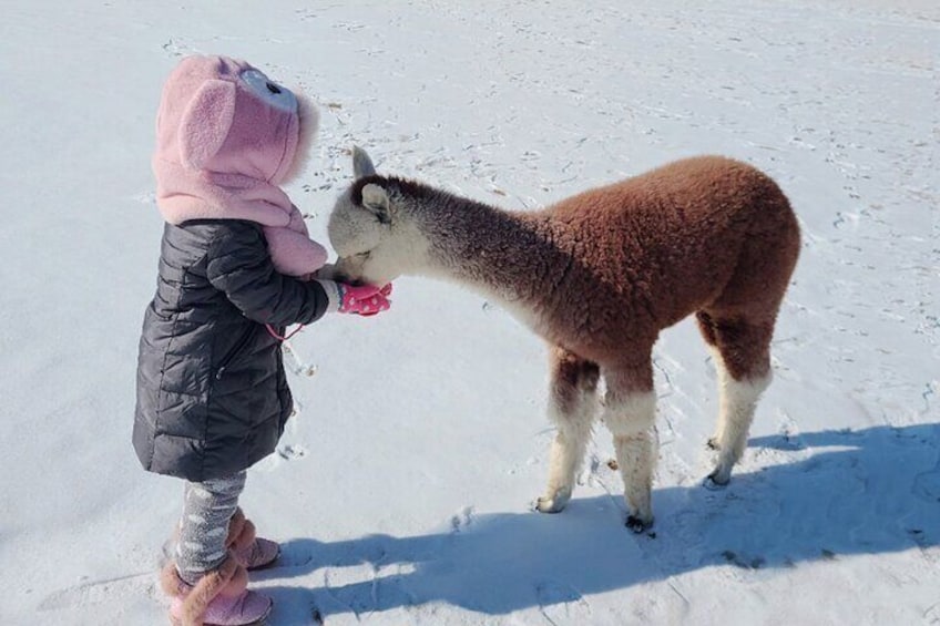 Alpaca World & Nami Island & Garden of Morning Calm One Day Tour