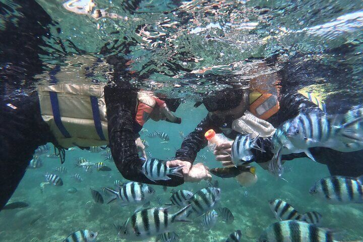 Snorkelling Gili West Lombok Daily Tour Gili Nanggu Gili Sudak Gili Kedis