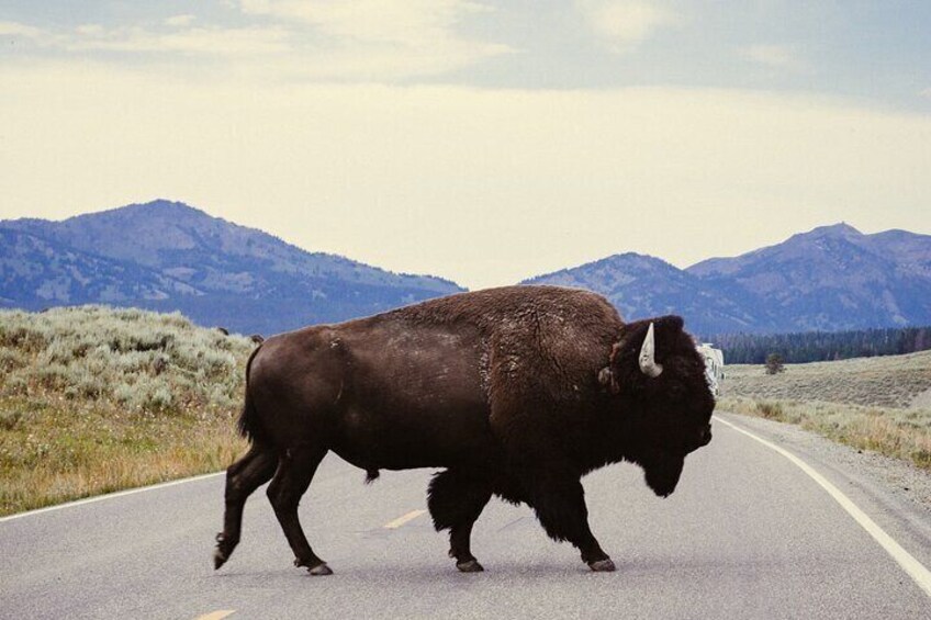 10-12 Hours Yellowstone Hayden & Lamar Valley Wildlife Tour